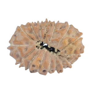 16 Mukhi Rudraksha 18.5mm 1.24gm - Rudraksha back