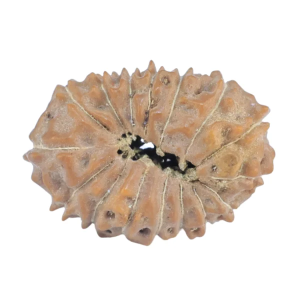 16 Mukhi Rudraksha 18.5mm 1.24gm - Rudraksha back