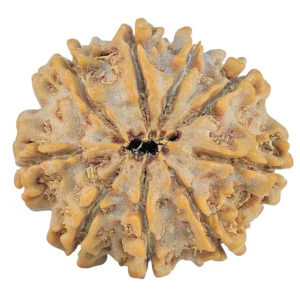 9 Mukhi Rudraksha 28.6mm 6.73gm - Rudraksha back