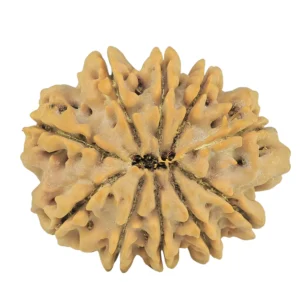 10 Mukhi Rudraksha 31.5mm 6.89gm - Rudraksha back