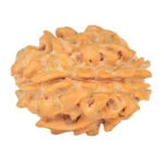 1 Mukhi Rudraksha 19.7mm 1.74gm - Rudraksha back