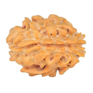 1 Mukhi Rudraksha 19.7mm 1.74gm - Rudraksha back