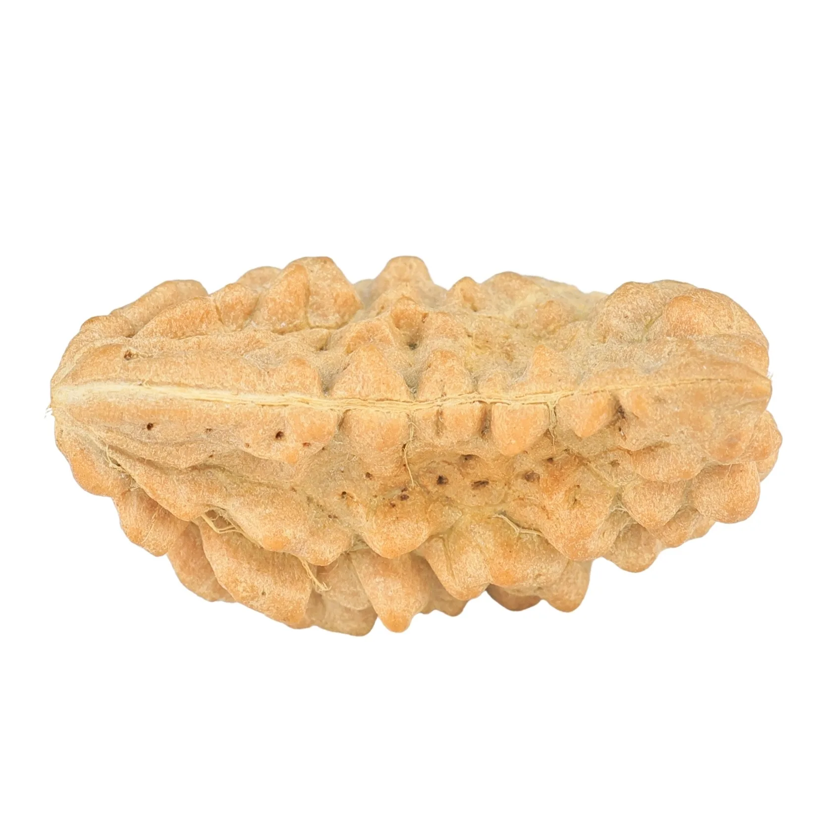 rudraksha_back_image-qz__Y.jpg 1 Mukhi Rudraksha 25.9mm 2.59gm - Rudraksha back