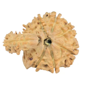 Sawar/Ganesh (7+1) 24.4mm 2.56gm - Rudraksha back