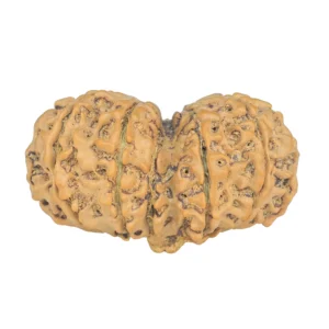 13 MK Gaurishankar 34.7mm 6.2gm - Rudraksha back