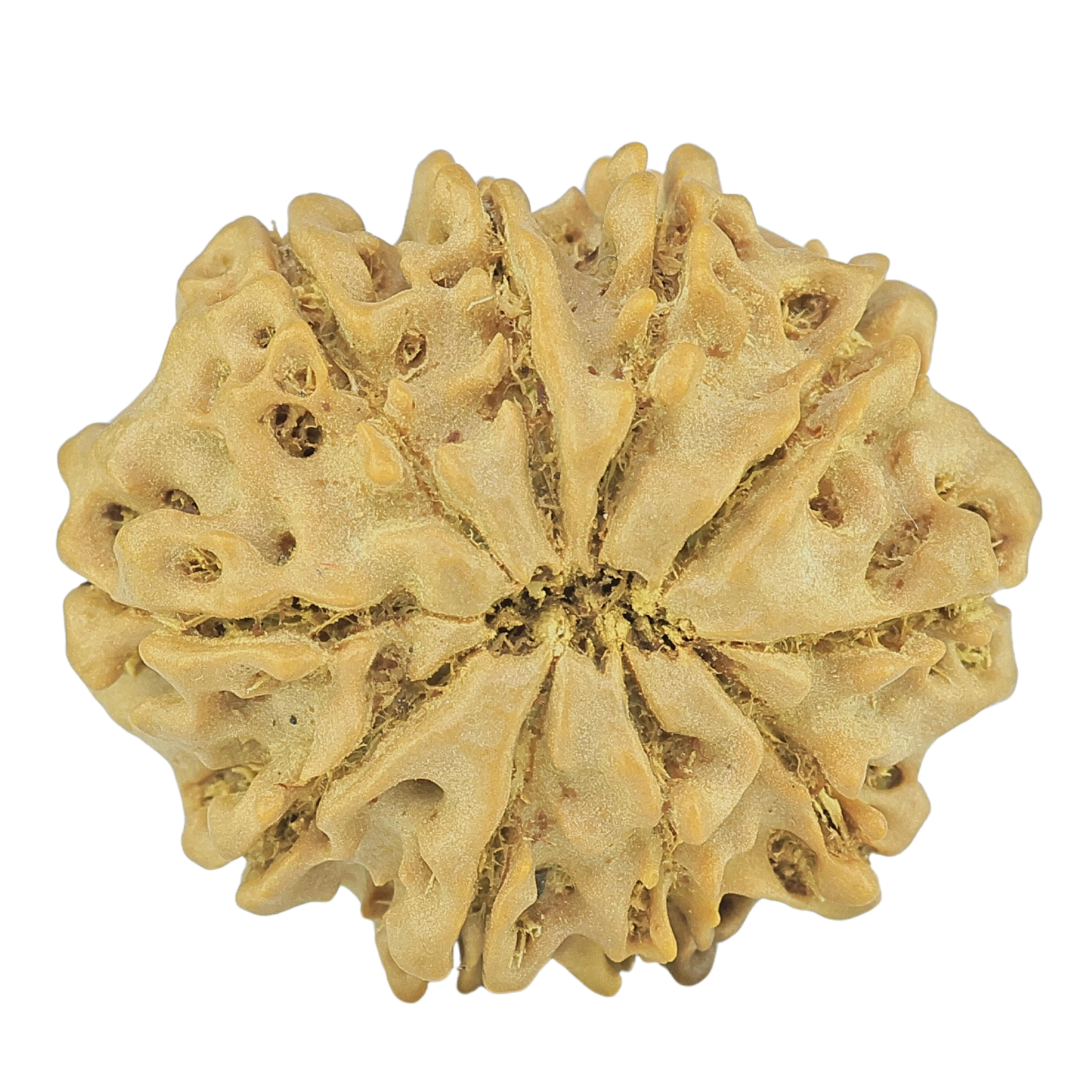 10 Mukhi Rudraksha 24.2mm 3.41gm - Rudraksha back