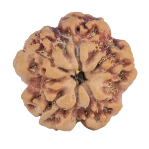 1MK(Underdeveloped) 22.3mm 3.78gm - Rudraksha back