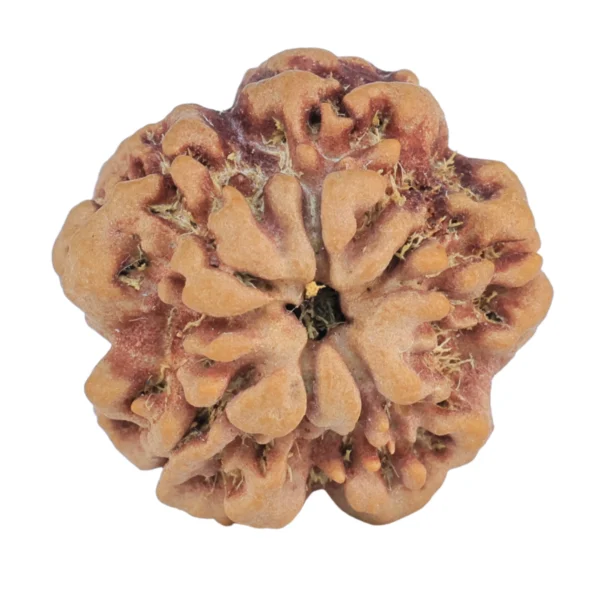 1MK(Underdeveloped) 22.3mm 3.78gm - Rudraksha back