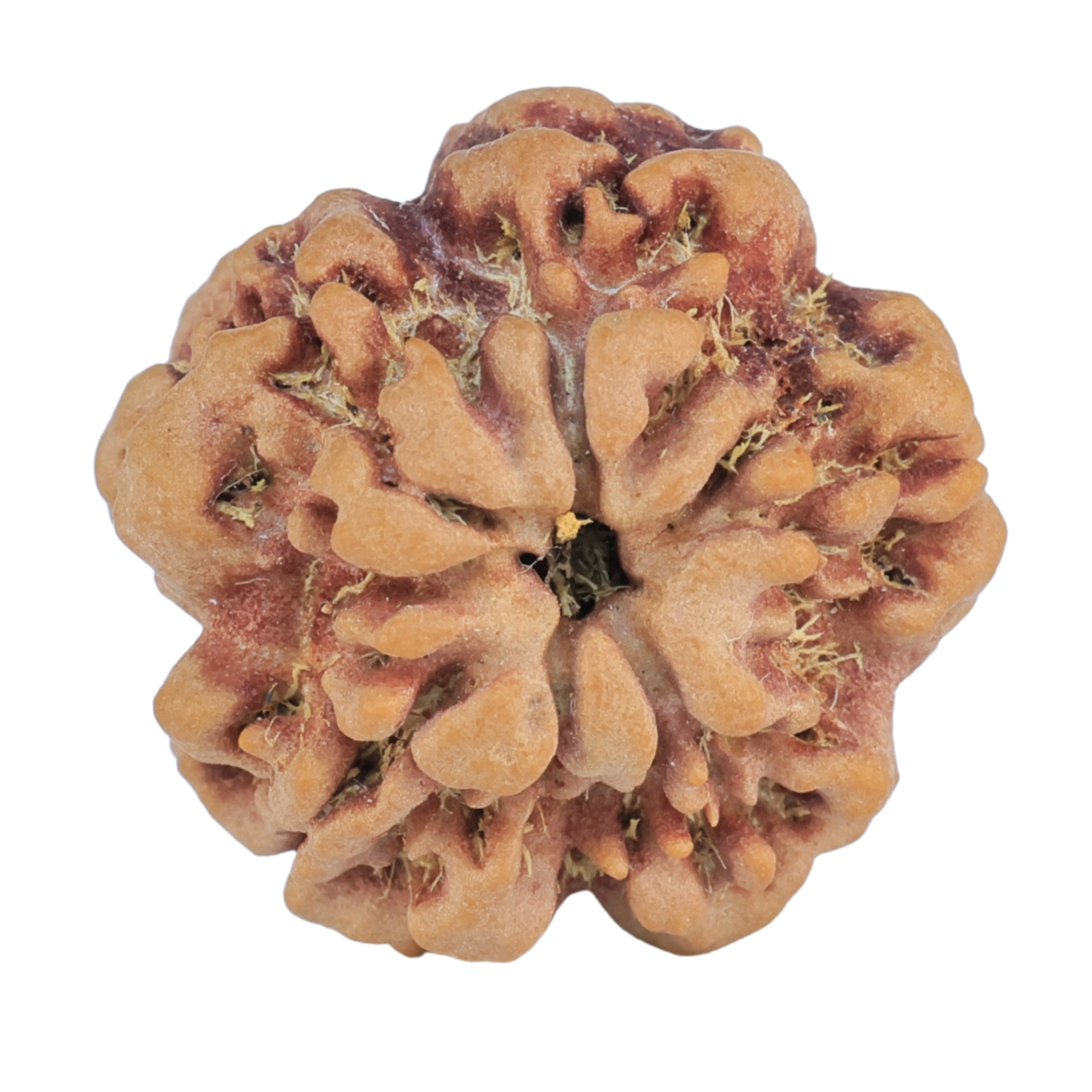 1MK(Underdeveloped) 22.3mm 3.78gm - Rudraksha back