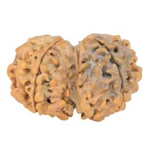 7 MK Gaurishankar 30.9mm 5.11gm - Rudraksha back