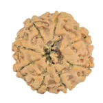 8 Mukhi Rudraksha 20.6mm 2.56gm - Rudraksha back