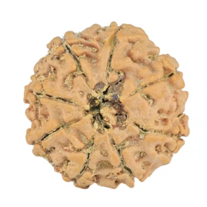 8 Mukhi Rudraksha 20.6mm 2.56gm - Rudraksha back