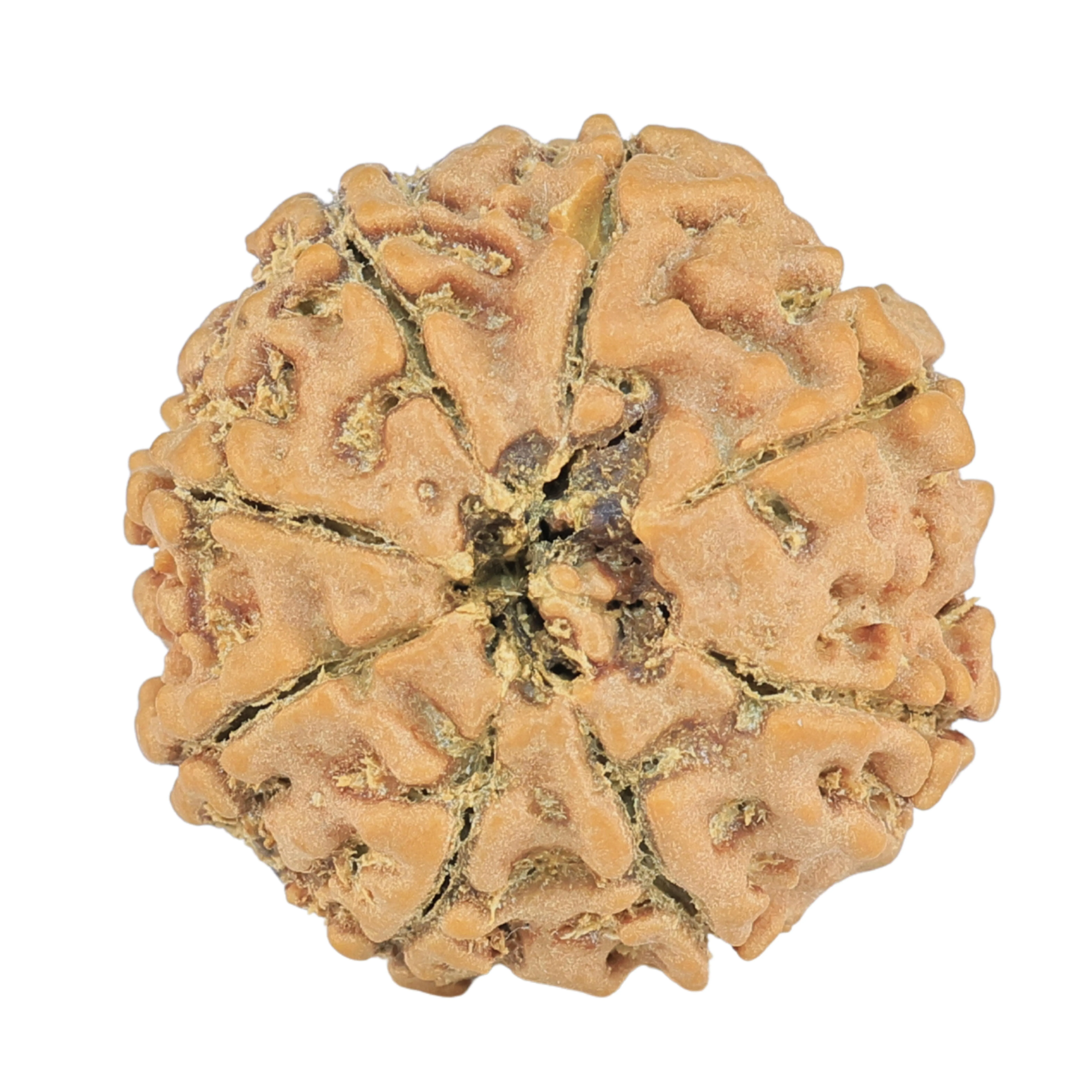 8 Mukhi Rudraksha 20.6mm 2.56gm - Rudraksha back