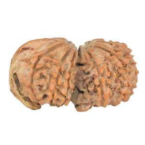 11 Mukhi G.S & Ganesh 32.9mm 4.65gm - Rudraksha back