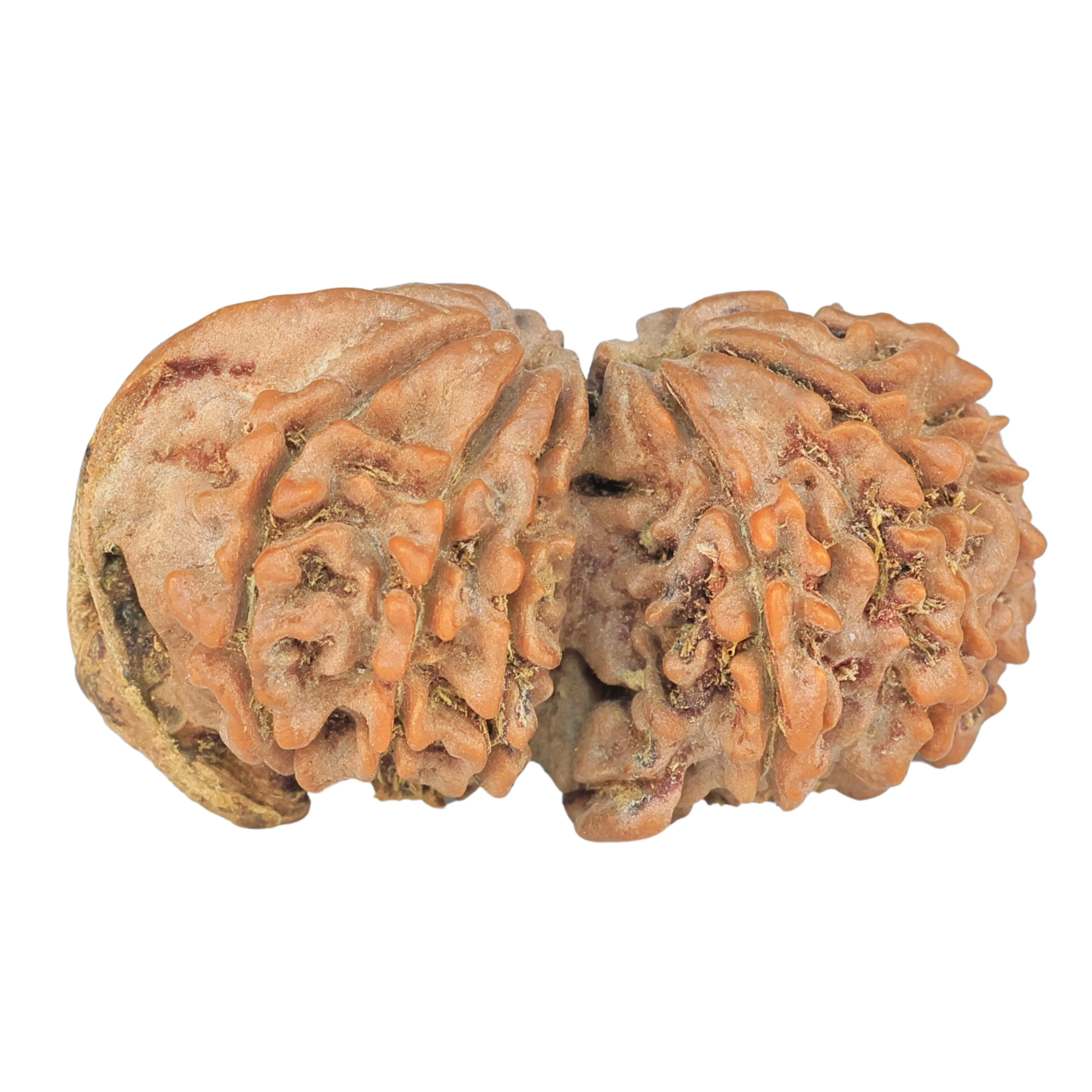 rudraksha_back_image-sruPk.jpg 11 Mukhi G.S & Ganesh 32.9mm 4.65gm - Rudraksha back