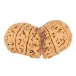 12 MK Gaurishankar 43.8mm 11gm - Rudraksha back