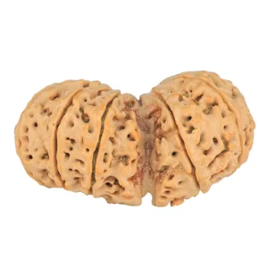 12 MK Gaurishankar 43.8mm 11gm - Rudraksha back