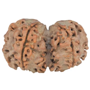 6 Mk Gaurishankar 32.6mm 5.57gm - Rudraksha back