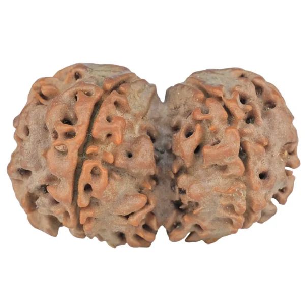 6 Mk Gaurishankar 32.6mm 5.57gm - Rudraksha back