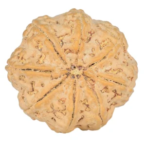 8 Mukhi Rudraksha 29.2mm 8gm - Rudraksha back