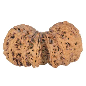 12 MK Gaurishankar 41.9mm 8.78gm - Rudraksha back