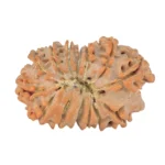 14 Mukhi Rudraksha 20.1mm 1.53gm - Rudraksha back
