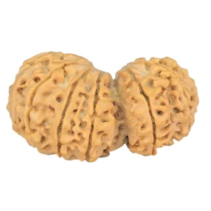 13 MK Gaurishankar 35.9mm 6.11gm - Rudraksha back