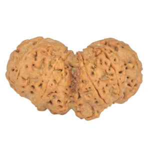 10 Mk Gaurishankar 36.9mm 7.4gm - Rudraksha back