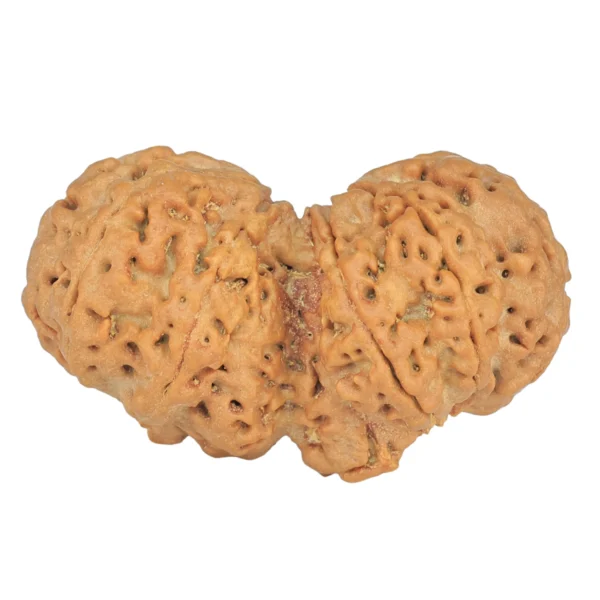 10 Mk Gaurishankar 36.9mm 7.4gm - Rudraksha back