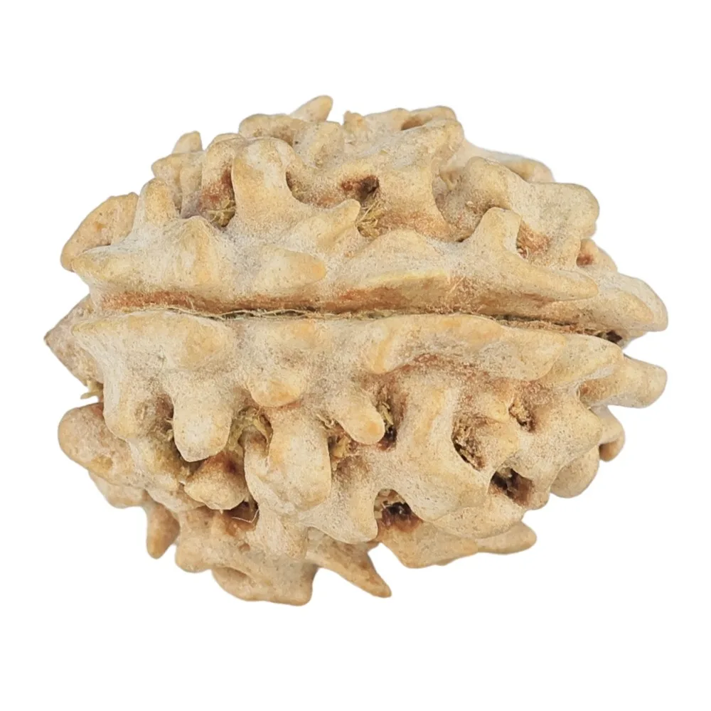 1 Mukhi Rudraksha 19.2mm 1.88gm - Rudraksha back