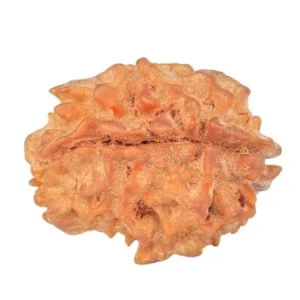 1 Mukhi Rudraksha 18.7mm 1.67gm - Rudraksha back