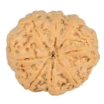 8 Mukhi Rudraksha 24.9mm 4.99gm - Rudraksha back