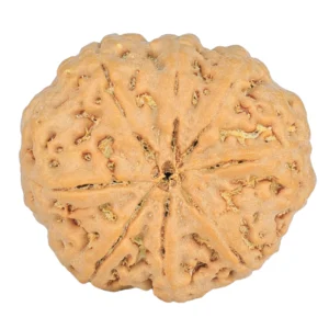 8 Mukhi Rudraksha 24.9mm 4.99gm - Rudraksha back