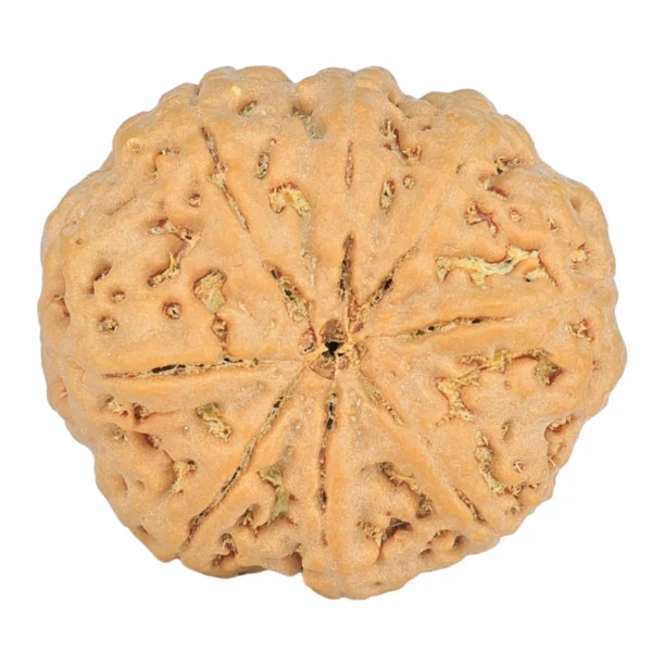 8 Mukhi Rudraksha 24.9mm 4.99gm - Rudraksha back