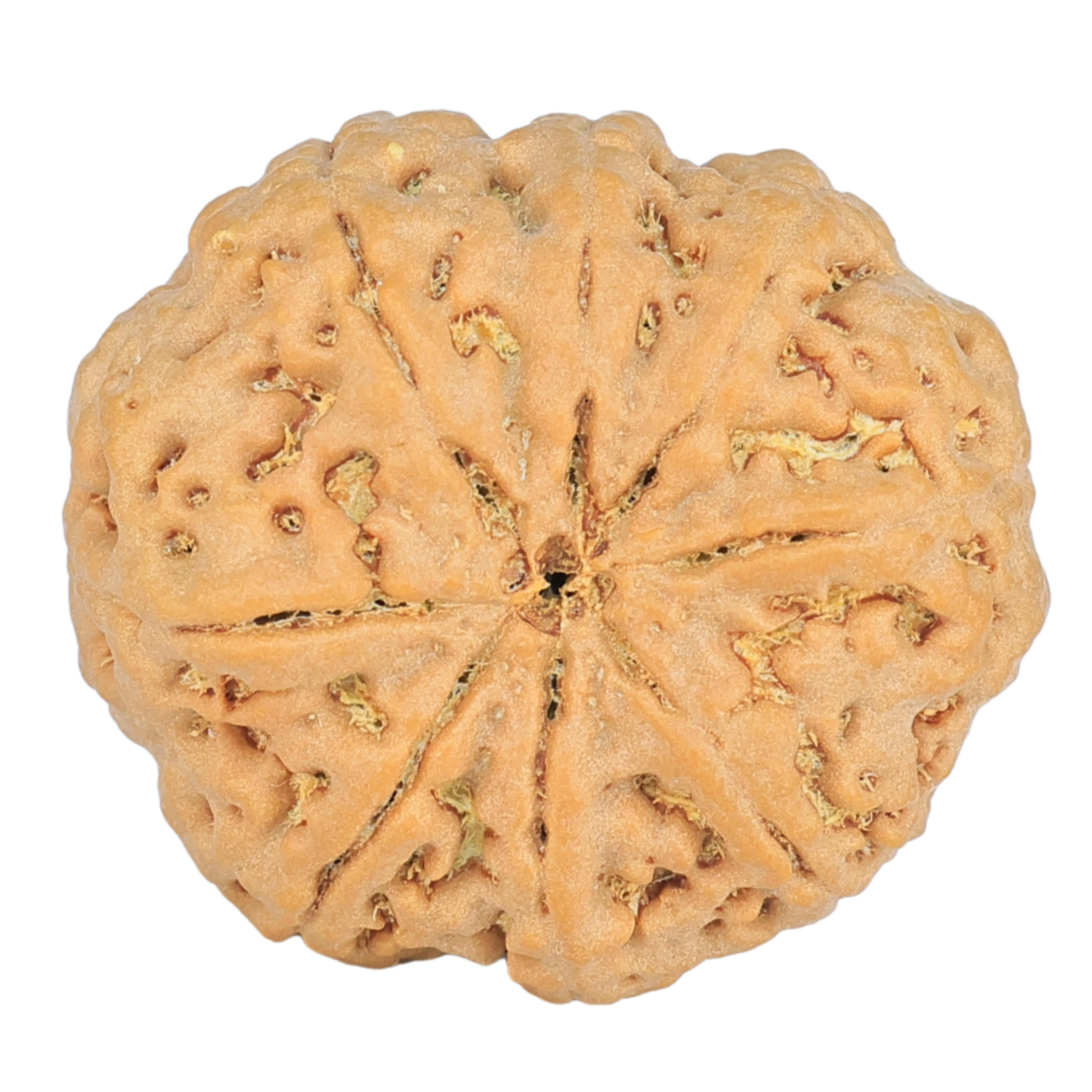 8 Mukhi Rudraksha 24.9mm 4.99gm - Rudraksha back