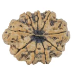 9 Mukhi Rudraksha 31.7mm 6.9gm - Rudraksha back