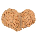 10 Mk Gaurishankar 37mm 7.7gm - Origin: Nepal - Rudraksha back