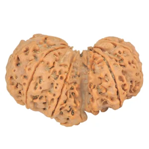 10 Mk Gaurishankar 37mm 7.7gm - Origin: Nepal - Rudraksha back