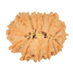 14 Mukhi Rudraksha 19mm 1.64gm - Rudraksha back