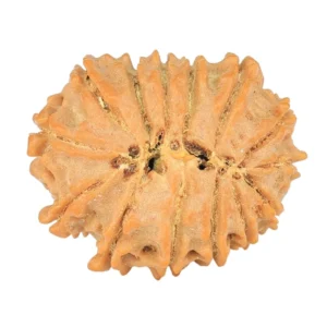 14 Mukhi Rudraksha 19mm 1.64gm - Rudraksha back