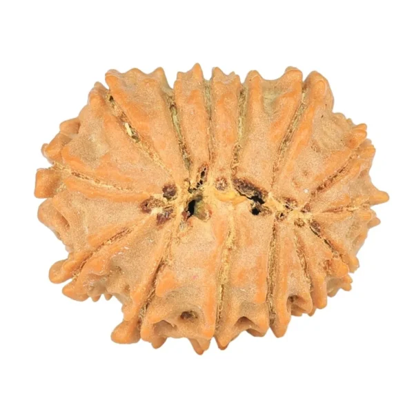 14 Mukhi Rudraksha 19mm 1.64gm - Rudraksha back