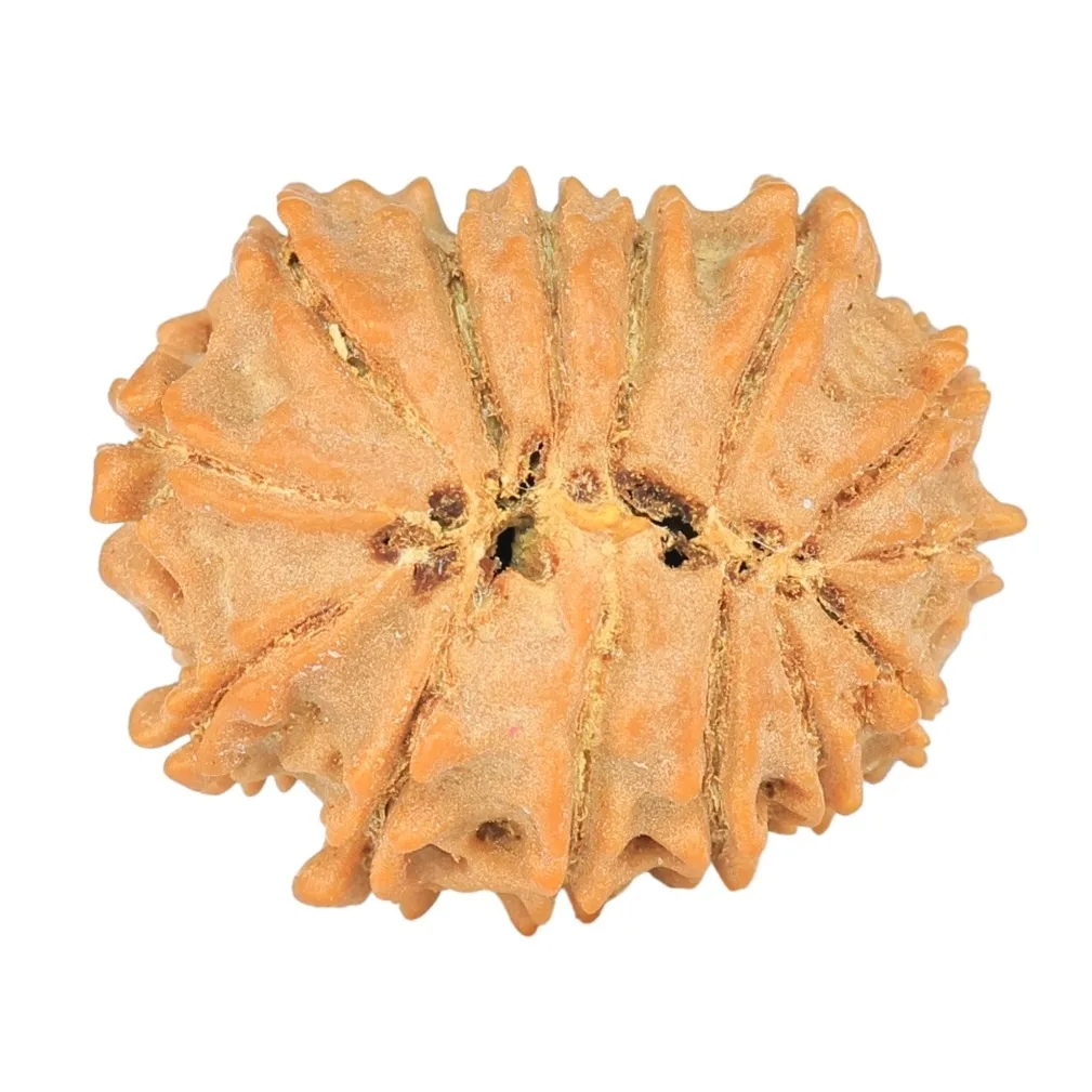 14 Mukhi Rudraksha 19mm 1.64gm - Rudraksha back
