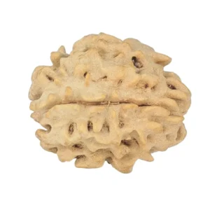 1 Mukhi Rudraksha 19.4mm 2gm - Origin: North India - Rudraksha back