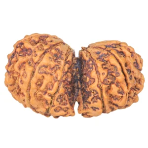10 Mk Gaurishankar 39.6mm 8.3gm - Rudraksha back