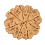 8 Mukhi Rudraksha 23.7mm 4.28gm - Rudraksha back