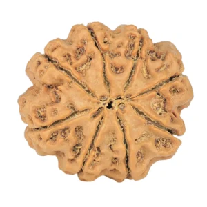 8 Mukhi Rudraksha 23.7mm 4.28gm - Rudraksha back