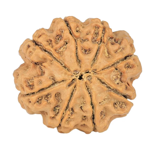 8 Mukhi Rudraksha 23.7mm 4.28gm - Rudraksha back