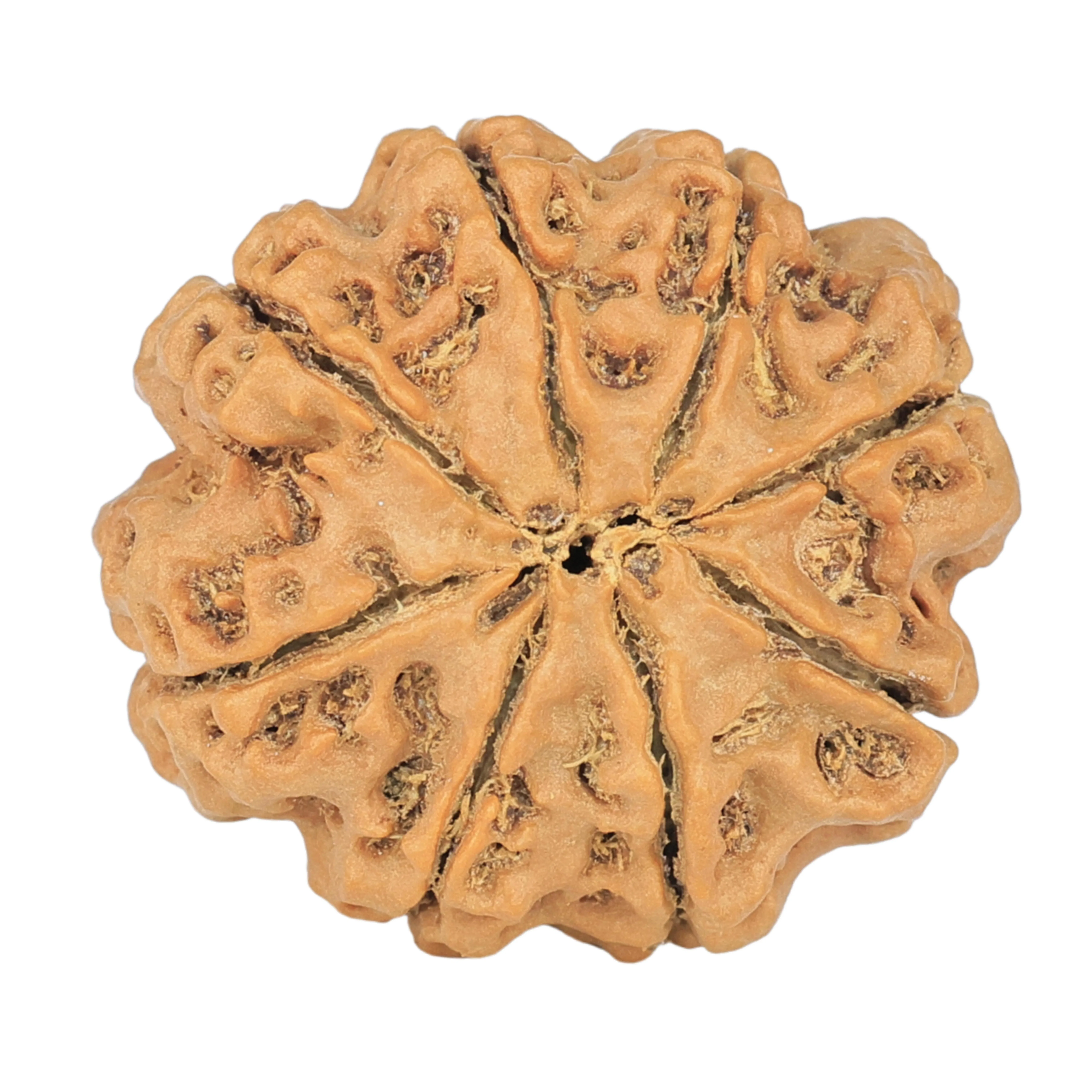 8 Mukhi Rudraksha 23.7mm 4.28gm - Rudraksha back