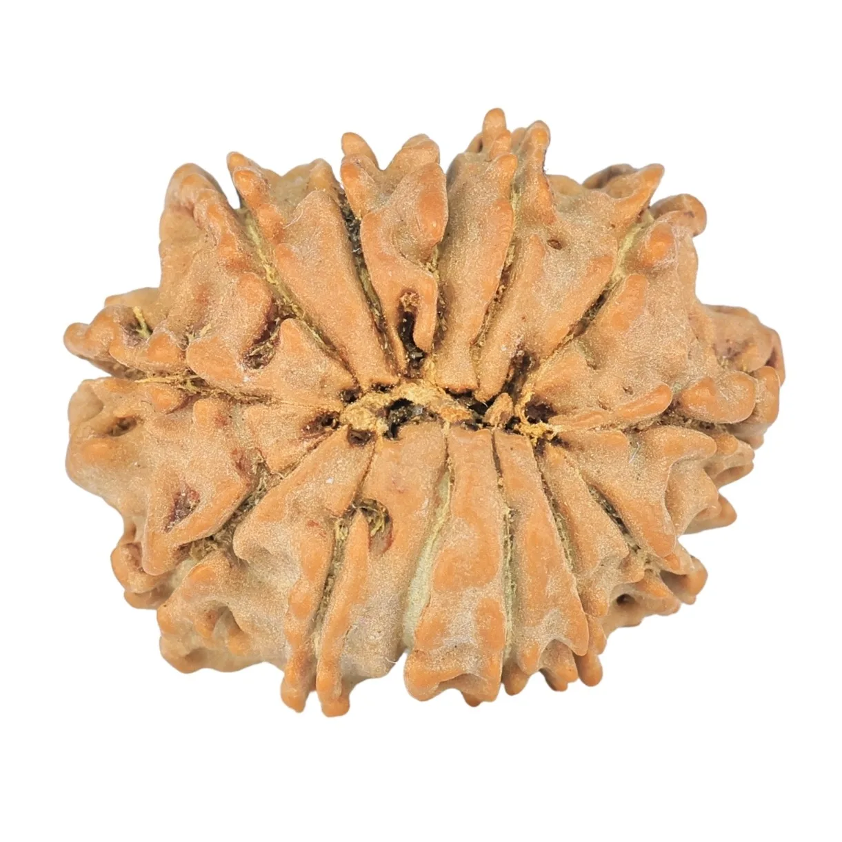 13 Mukhi Rudraksha 21.2mm 2.3gm - Rudraksha back