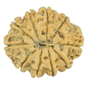 10 Mukhi Rudraksha 28.1mm 5.13gm - Rudraksha back